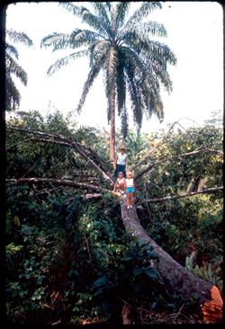 McEvoy's wife and daughters standing on fallen tree