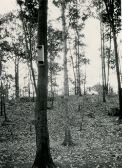 Tall trees and birdhouse