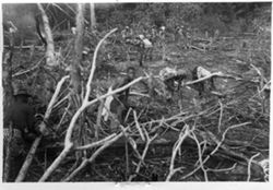 Women clearing brush for a rice farm