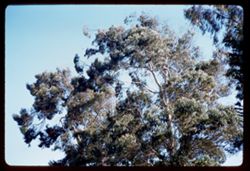 Tops of eucalyptus trees at Bay and Lyon in late afternoon. San Francisco.