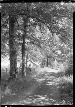 Road at Kelpt woods, with cabin