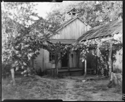 Mrs. Strahl's home, Nashville, with grapevines