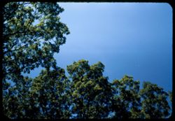 Treetops at Morton's Arboretum