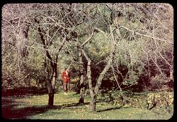 Jean among the Hawthorns near family gate ArboretumW-