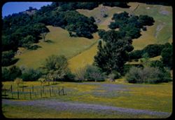 New Contax looks at green grass, blue lupine, and hill n.w. of Cloverdale