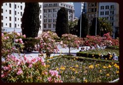 Rhododendron Show Union Square