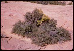 Desert bush Navajo Monument west of Kayenta, Ariz.