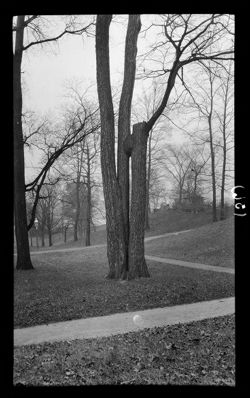 Tree at Spring, Brookside Park, about Nov. 1910