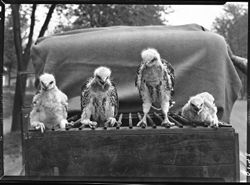 Group of young chicken hawks