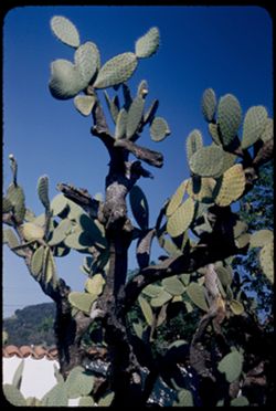 Prickly Pear Cactus Sonoma, California