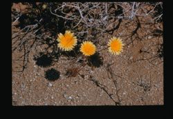 Wild flowers in NW Mojave Desert