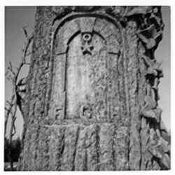 Tree trunk - anchor, vine, limestone. Johanning I.O.O.F.