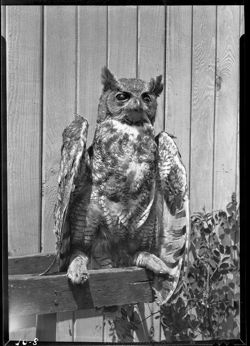 Great horned owl, stuffed(?)