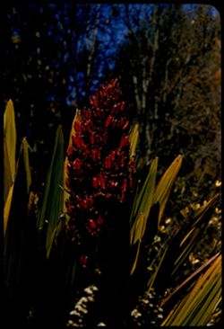 Torch lily Deryanthos Palmer from NE Australia at Golden Gate Pk. arboretum