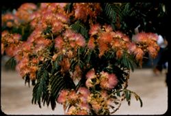 Albizzia Julibrissin Silk tree Asia Livingston, Merced county, California
