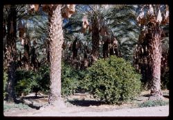 Date Palm grove in desert near Thousand Palms. Riverside county Calif.