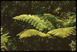 Giant fern  Strybing Arboretum