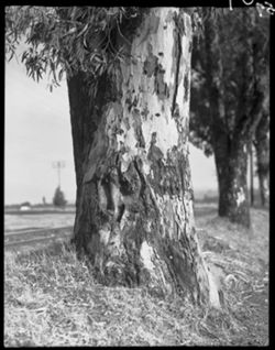 Eucalyptus tree trunk