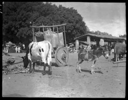 Burro and ox at Tlacolula Market