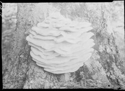 Mushroom on tree, shelve effect