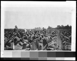 A Brown County tobacco field