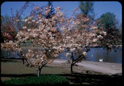 Sacramento. Blossoms in Land Park, Sacramento, Calif.