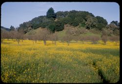 Mustard in a field near Novato Marin county California
