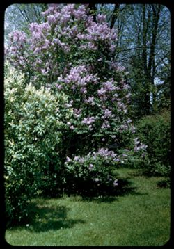 Lilac on Thorn Hill- Arboretum West