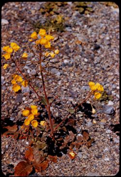 Primrose (golden cups) in bed at Furnace Ck. Wash Death Valley