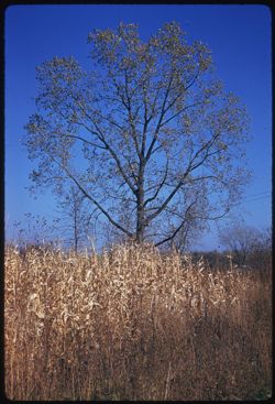 Lone tree in cornfield near Porter, Indiana.