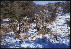 Snow on the blooming Cholla at Oracle, Ariz.