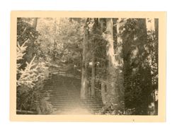 Forest amphitheater at Bohemian Grove