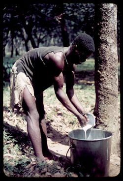 Tapping rubber at Firestone