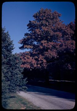 Evergreens and a Red Oak Arboretum [Quercus borealis maxima]