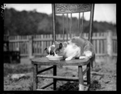 Cat and pup both drinking