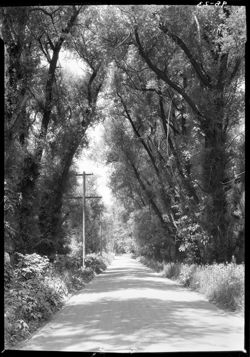 Road of willows, Millersville