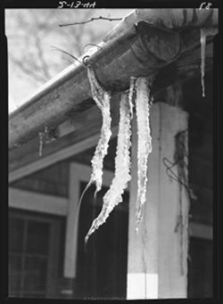 Icicles from eaves trough, Pres. Wells's home
