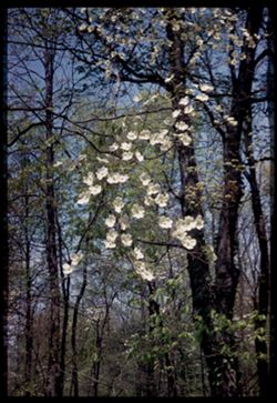 LOW BRANCH OF DOGWOOD IN WOODS ALONG IND. 62 MT. VERNON-UPTON RD. POSEY COUNTY CUSHMAN