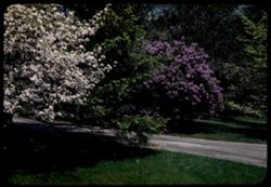 Hawthorn, Spruce, and Lilac Arb. W.