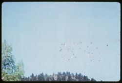 Flight of magpies Idaho Springs Colorado