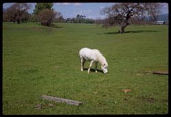 White pony near Sonoma