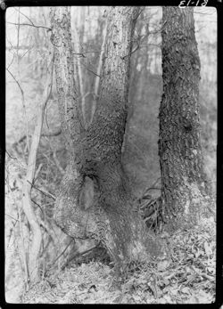 Freak oak tree, near Begeman's, Helmsburg
