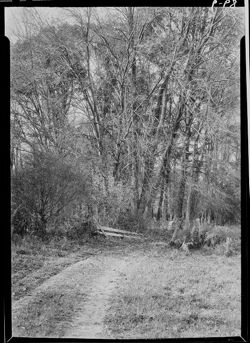 Roadway leading to woods of Matthis ford