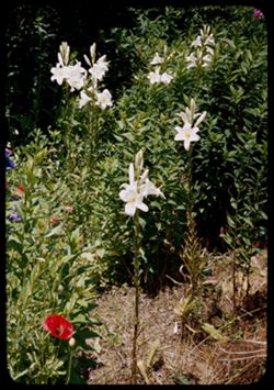 Lilies. Porter county, Ind. Roadside garden 4 mi. east of Chesterton.