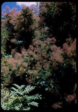 Cotinus Coggygria European Smoke Tree Arb. E.