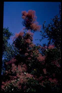 European Smoke Tree Cotinus Coggygria C.W. Cushman Arb. E.