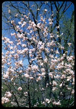 Magnolia in Kettering yard- 3rd st. Oak= Hinsdale