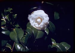 White Camellia Strybing Arboretum