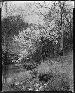 Creek near Stone Head, wild plum blossoms (orig. neg.)