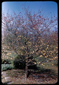 Arboretum W. Little thorn tree.